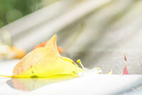 年轻球员的 年轻球员的